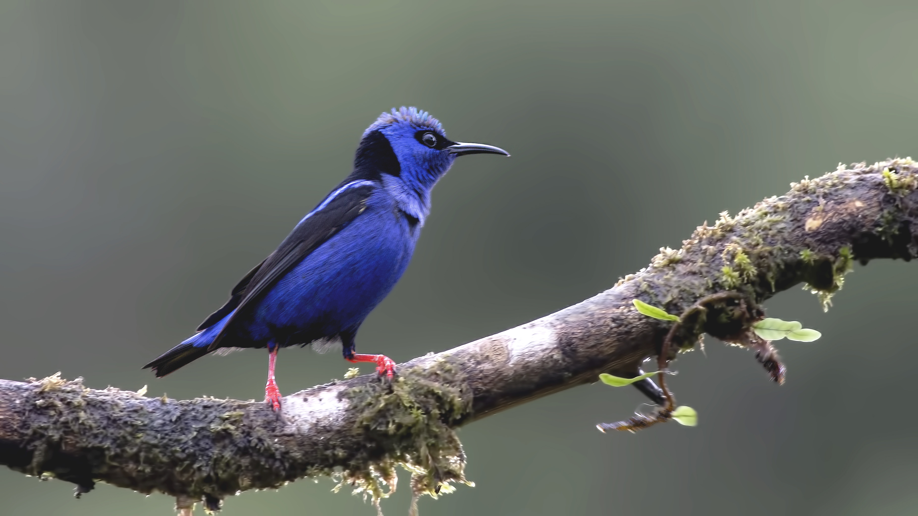 Red-legged Honeycreeper
